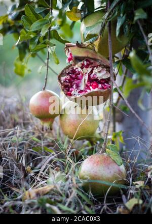 Selektiver Fokus Schuss von reifen Granatapfelfrüchten auf dem Baum Stockfoto