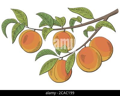 Pfirsich Frucht Grafik Zweig Farbe isoliert Skizze Illustration Vektor Stock Vektor