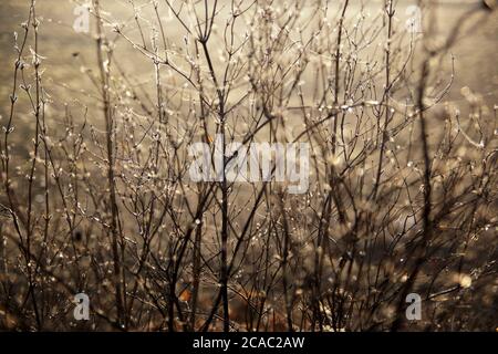 März im Wald, Morgentau auf Buschzweigen und Spinnweben, Dunst, Bokeh Stockfoto