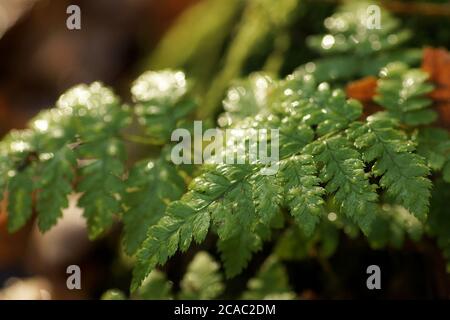 Herbstmorgen, regnerischer Tag im Wald, Regentropfen auf beleuchteten Farnblättern, Nahaufnahme, verschwommener Hintergrund und Kopierraum Stockfoto