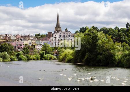 Schwäne und Gänse füttern auf dem Fluss Wye mit Blick auf die Altstadt dahinter. Ross on Wye, Herefordshire, England, Großbritannien Stockfoto