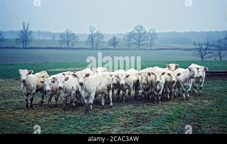 Charolais-Kühe (Bos Taurus), Rasse der Taurin Rinder aus der Charolais Umgebung Charolles, Burgund, Frankreich Stockfoto