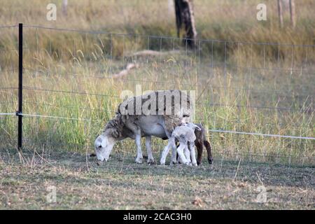 Australische Schafe auf einer Farm im Fahrerlager Stockfoto