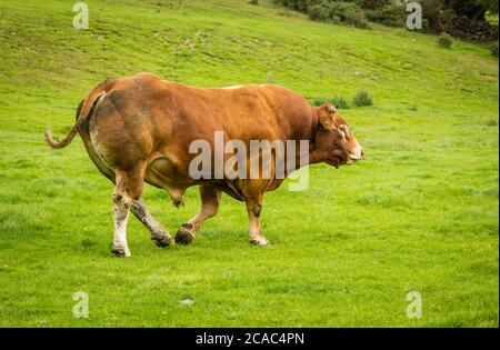 Nahaufnahme eines großen, kraftvollen Limousin Bull mit Ring in der Nase, zu Fuß nach rechts in Graswiese. North Yorkshire, Landschaft. Platz für Kopie Stockfoto