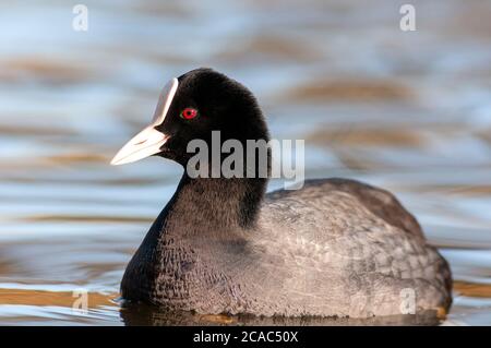 Eurasische Blässhuhn, Fulica Atra, horizontale Portrait eines Erwachsenen schwimmen in einem See. Stockfoto