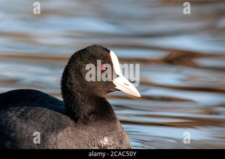 Eurasische Blässhuhn, Fulica Atra, horizontale Portrait eines Erwachsenen schwimmen in einem See. Stockfoto