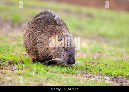 Coypu, Myocastor coypus, horizontales Porträt eines erwachsenen Nahrungssuche im Grasland. Stockfoto