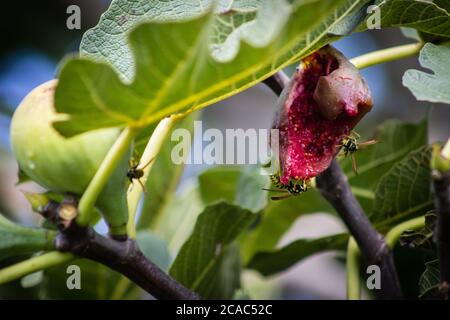 Nahaufnahme der Feigen reif auf dem Ast des Baumes und Die Frucht fliegt auf der überreifen Feige Stockfoto