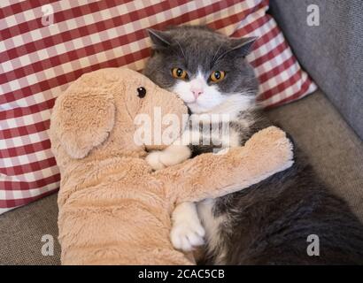Britische Kurzhaar Katze hält Welpen Stoffpuppe Stockfoto