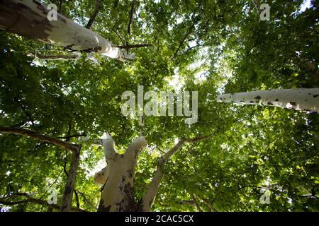 Der Budapester Stadtpark, auch bekannt als Városliget Park Stockfoto