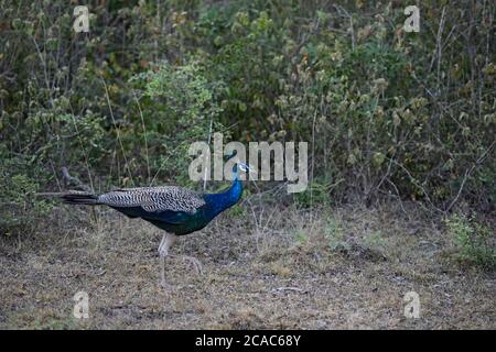 Indian Peafowl - Pavo cristatus, wunderschön ikonischen farbigen Vogel aus indischen Wäldern und Wiesen, Sri Lanka. Stockfoto