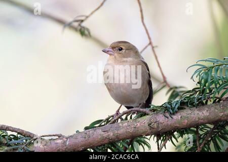 Eine weibliche Chaffinch in ihrem Wintergefieder sitzt auf einem Zweig in einer Tanne. Stockfoto