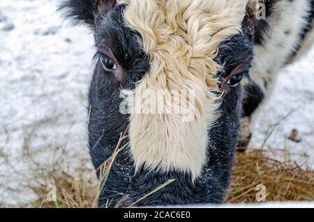 Yakut Kuh frisst Heu. Nahaufnahme. Stockfoto