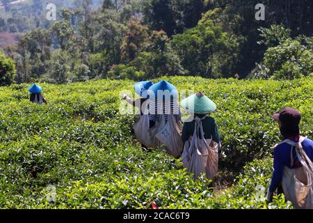 Cianjur / Indonesien - 1. August 2020. Teepicker arbeiten in der Schlange, um auf die Teefelder zu gehen, um Teeblätter zu ernten. Stockfoto