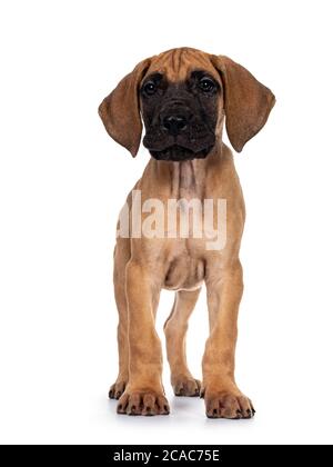 Schöner Rehkitz / blonde Dogge Welpe, mit Blick nach vorne stehend. Blick direkt auf das Objektiv mit dunkel glänzenden Augen. Isoliert auf weißem Hintergrund. Stockfoto