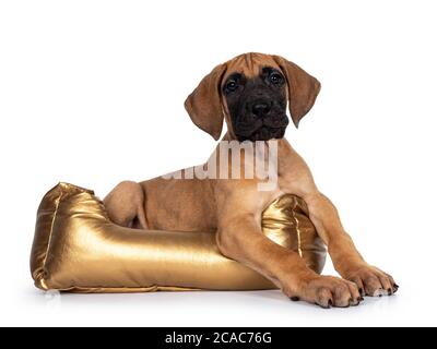 Schöner Rehkitz / blonde Dogge Welpe, mit Blick nach vorne in goldenem Korb. Blick direkt auf das Objektiv mit dunkel glänzenden Augen. Isoliert auf weißem Backgro Stockfoto