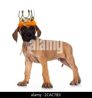 Schöner Rehkitz / blonde Dogge Welpe, stehende Seitenwege tragen golden mit oranger Krone. Blick direkt auf das Objektiv mit dunkel glänzenden Augen. Isoliert Stockfoto