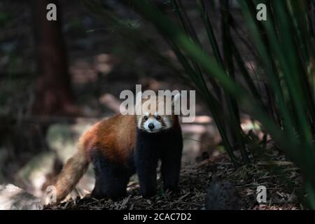 Roter Panda auf der Chengdu Forschungsbasis für die Züchtung des Großen Pandas. Stockfoto