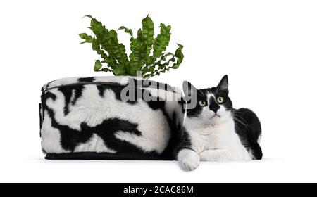 Niedliche schwarz-weiße Hauskatze, neben schwarz-weißem Korb mit grüner Pflanze. Blick neben der Kamera mit hypnotisierenden grünen Augen. Isoliert ein Stockfoto