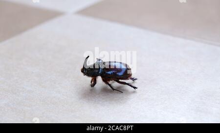 Rhinoceros Beetle auf dem Boden Seitenansicht Stockfoto