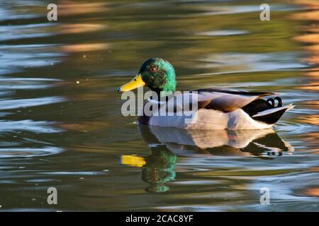 Mallard (Anas platyrhynchos) Männchen schwimmen im Wasser. Fotografiert in Israel, im September Stockfoto