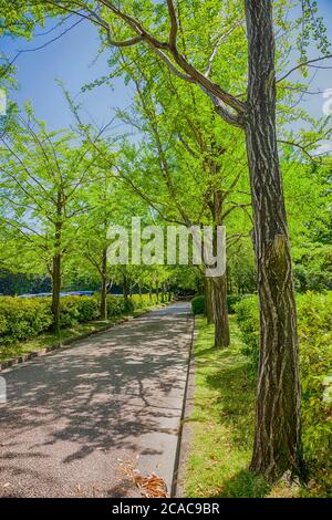 Grüner Ginkgo-Baum am Straßenrand in Japan Stockfoto
