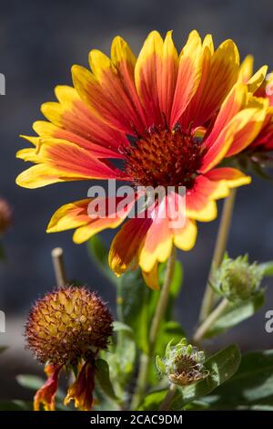 Rote und gelbe Gazanias blühen in einem englischen Garten Stockfoto