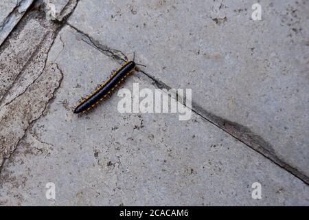 Ein hoher Winkel Ansicht eines kleinen gelbgefleckten Tausendfüßler auf dem Steinboden Stockfoto