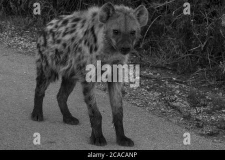 Monochrom Hyena Stockfoto