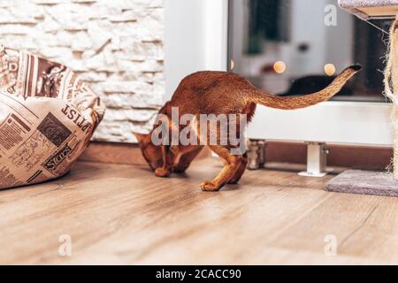 Abessinier Katze spielt auf dem Boden zu Hause versuchen Jagt eine Maus Stockfoto