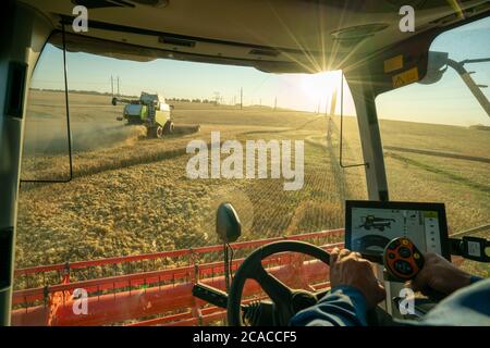Der Maschinenführer an der Spitze eines modernen Mähdreschers Harvester erntet Getreide Stockfoto