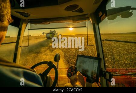 Der Maschinenführer an der Spitze eines modernen Mähdreschers Harvester erntet Getreide Stockfoto