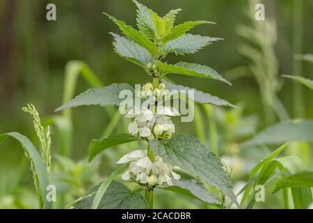 Weiß tot - Brennnessel, Lamium Album, Unkraut blüht close-up, selektiver Fokus, flacher Freiheitsgrad. Medizinische Kraut in natürlichen Lebensraum Stockfoto
