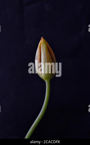 Tulip Bud Stockfoto