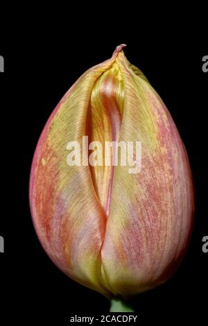 Tulip Bud Stockfoto