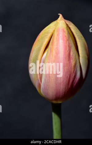 Tulip Bud Stockfoto