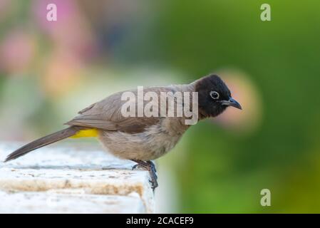 Gelb-belüftete Bulbul AKA White-Spectacled Bulbul, (Pycnonotus xanthopygos) auf einem Zweig thront. Fotografiert in Israel Stockfoto