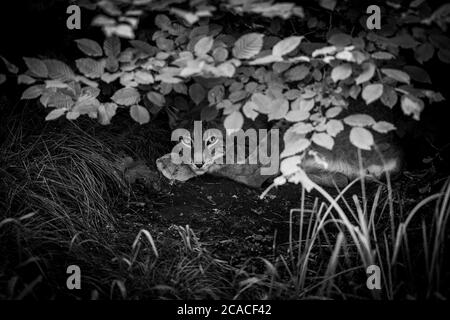 Lynx schläft im Wald Stockfoto