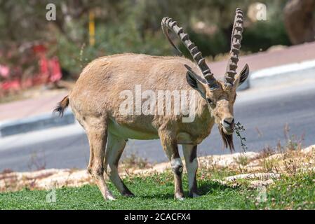 Nahaufnahme eines großen reifen männlichen Steinbockes (Capra ibex nubiana), fotografiert in Mitzpe Ramon, Negev, Israel Stockfoto