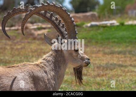Nahaufnahme eines großen reifen männlichen Steinbockes (Capra ibex nubiana), fotografiert in Mitzpe Ramon, Negev, Israel Stockfoto