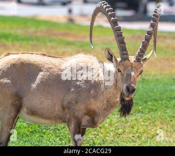 Nahaufnahme eines großen reifen männlichen Steinbockes (Capra ibex nubiana), fotografiert in Mitzpe Ramon, Negev, Israel Stockfoto