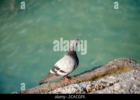 Der Kopf einer Taube mit roten Augen. Dekorativer Pool. Stockfoto