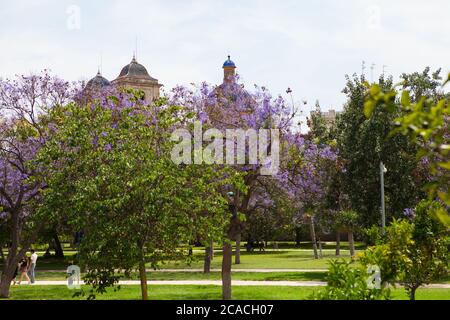 Turia Park, Valencia, Spanien - Jacaranda Bäume im Turia Park. Stockfoto