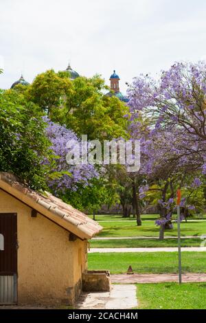 Turia Park, Valencia, Spanien - Jacaranda Bäume im Turia Park. Stockfoto