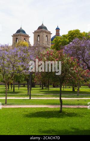 Turia Park, Valencia, Spanien - Jacaranda Bäume im Turia Park. Stockfoto