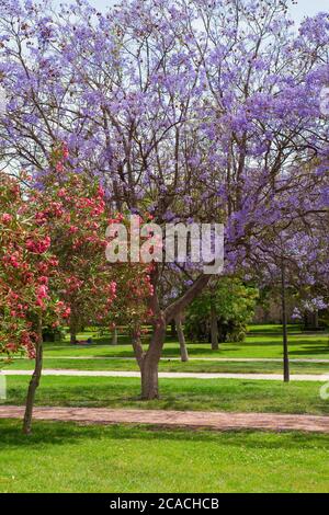 Turia Park, Valencia, Spanien - Jacaranda Bäume im Turia Park. Stockfoto