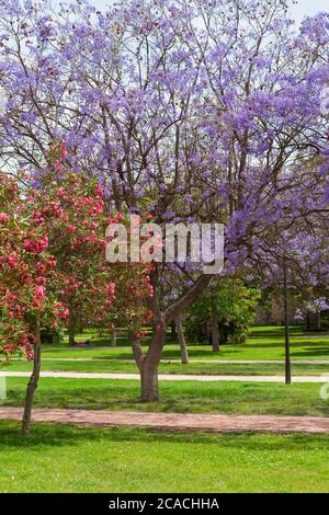 Turia Park, Valencia, Spanien - Jacaranda Bäume im Turia Park. Stockfoto