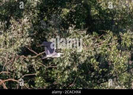 Ein grauer Reiher fliegt vor der dicken grünen Vegetation Stockfoto