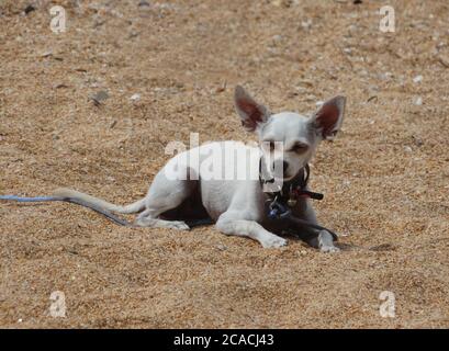 Ein kleiner weißer Hund, ein russisches Spielzeug Terrier, liegt auf dem Meersand. Stockfoto