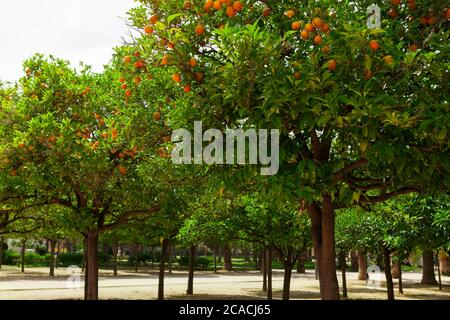 Turia Park, Valencia, Spanien. Jacaranda und Orangenbäume im Turia Park. Stockfoto